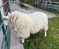 SIS Cheviot Ram