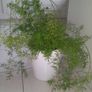 Sprenger's asparagus fern (Asparagus densiflorus 'Sprengeri') Image 4