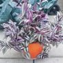 plant tradescantia zebrina Image 2