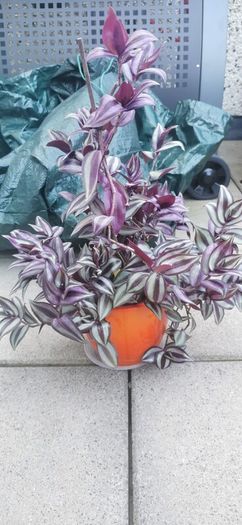 plant tradescantia zebrina