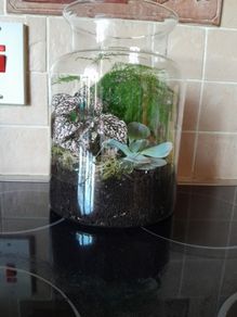 Plant / Garden Terrarium