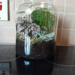Plant / Garden Terrarium