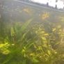 female guppies -4 Image 2