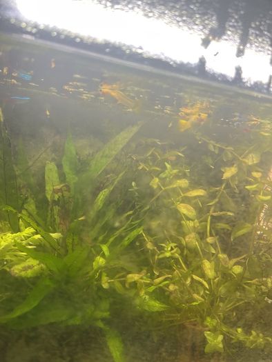 female guppies -4