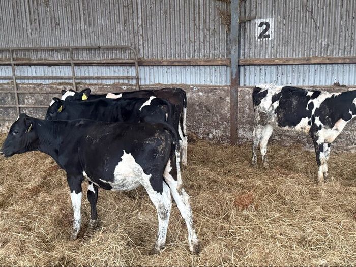 Fr heifer calves