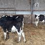 Fr heifer calves Image 2