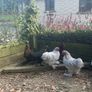 10 week old Pekins Image 2