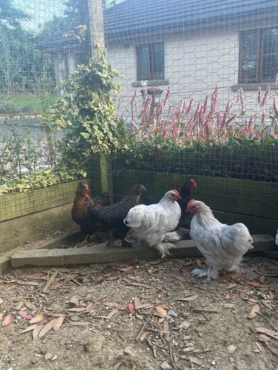 10 week old Pekins