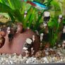 Aquarium Snails Ramshorn & Malaysian Trumpet(Melania) Image 7