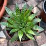 Succulent Cacti Plant Collection Image 4