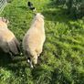 Swaledale Rams Image 3