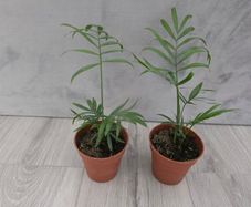 indoor plants