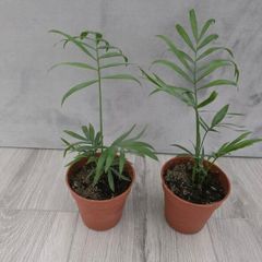 indoor plants