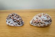 Two Tiger Cowrie Shells