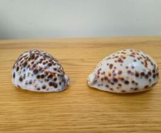 Two Tiger Cowrie Shells