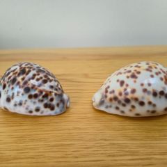 Two Tiger Cowrie Shells