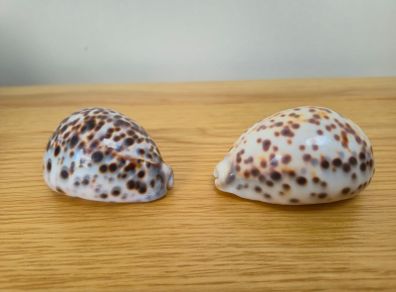 Two Tiger Cowrie Shells