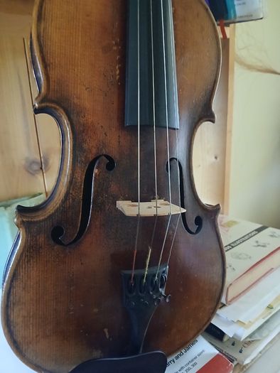 15 inch Viola