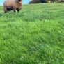 Pure bred  Suffolk rams for sale Image 4