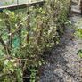 Plants, Flowering Shrubs, Grasses Image 4