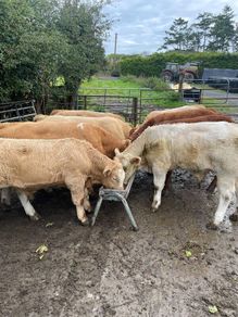 Weanlings for sale