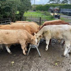 Weanlings for sale