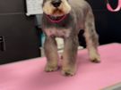 dog grooming Image 4