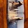 Horse Book Image 3