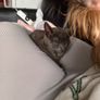 Cat Image 2