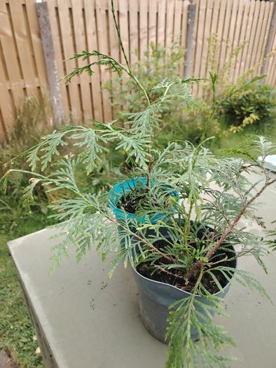 Plant