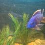 220l fish tank Image 8