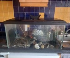 fish tank