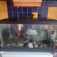 fish tank