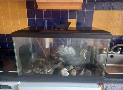 fish tank