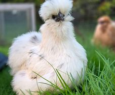 silkies