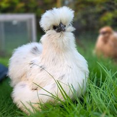 silkies