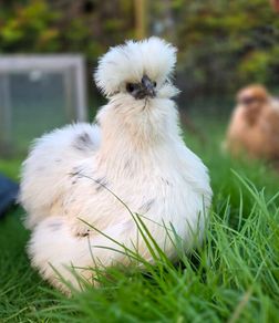 silkies