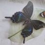 butterflies Image 5