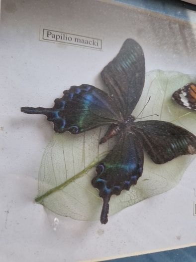 butterflies