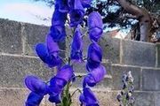 Aconite / Monkshood / Wolfsbane