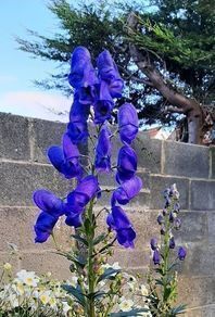 Aconite / Monkshood / Wolfsbane