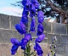 Aconite / Monkshood / Wolfsbane