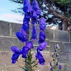 Aconite / Monkshood / Wolfsbane