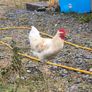 roosters Image 9