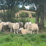 Ewe lambs Image 4