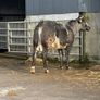 6 super Incalf heifers for tullamore Mart 20th Image 10