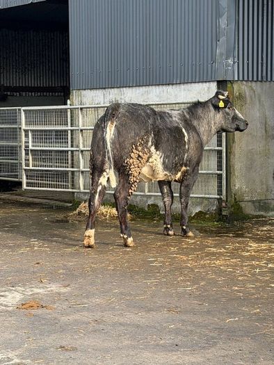 6 super Incalf heifers for tullamore Mart 20th