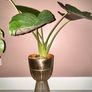 plant Image 3
