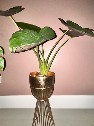 plant