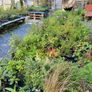 Flowering Shrubs, Garden Plants Image 6